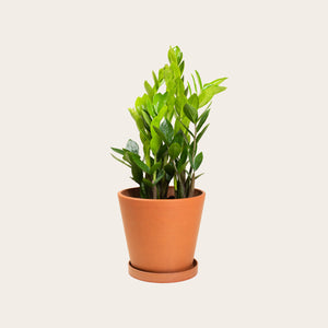 ZZ Plant - Medium (terracotta)