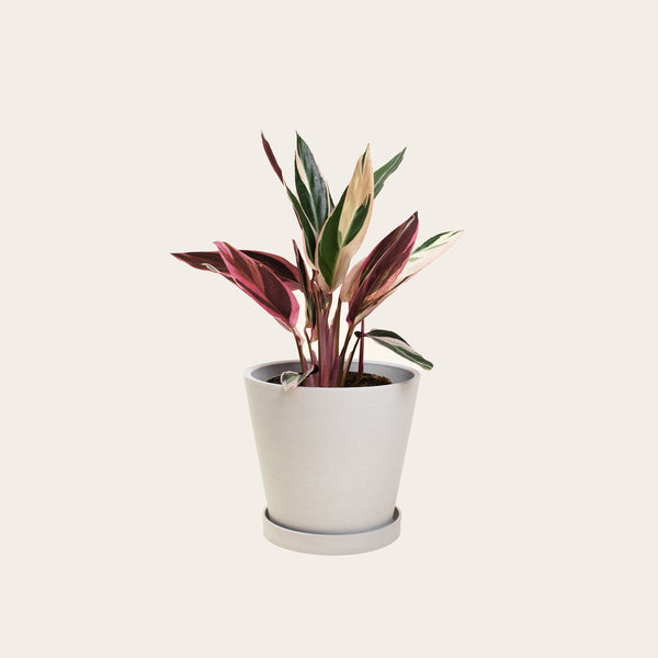 Stromanthe Triostar - Medium (chalk)