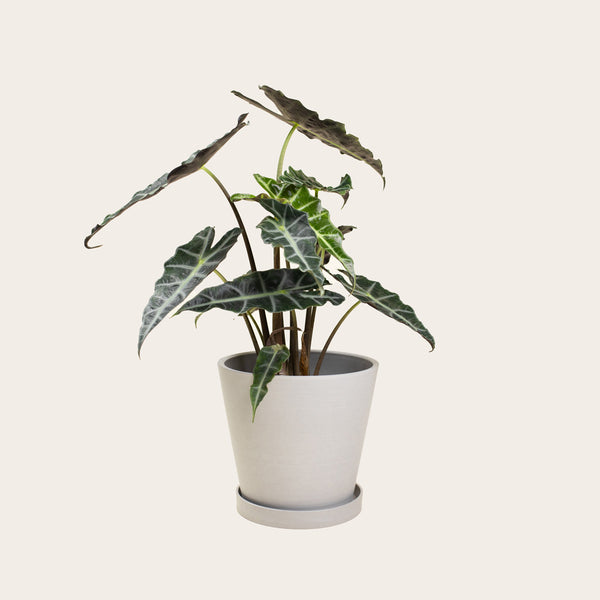 Alocasia Polly - Medium (chalk)