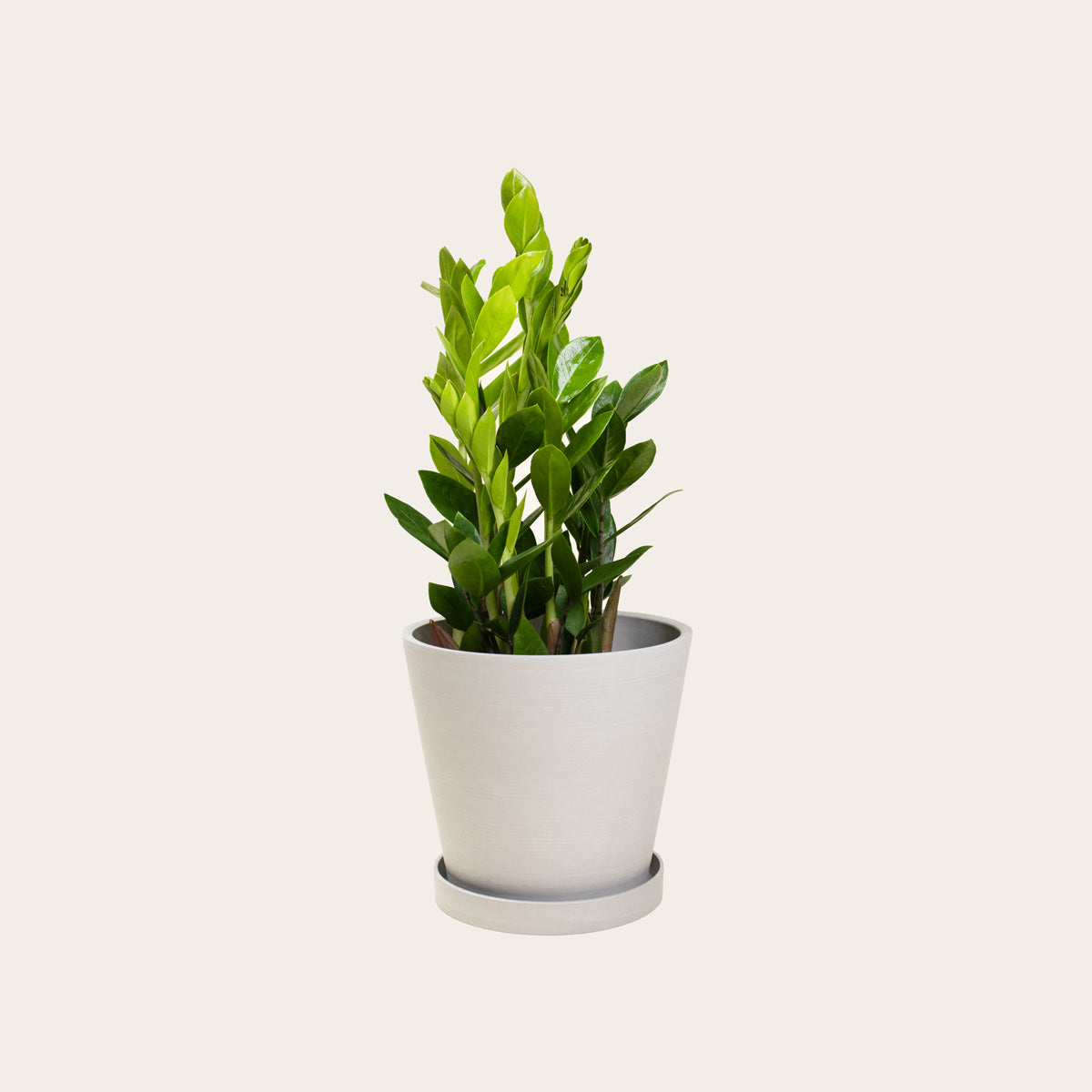 miniature zz plant ZZ Plant