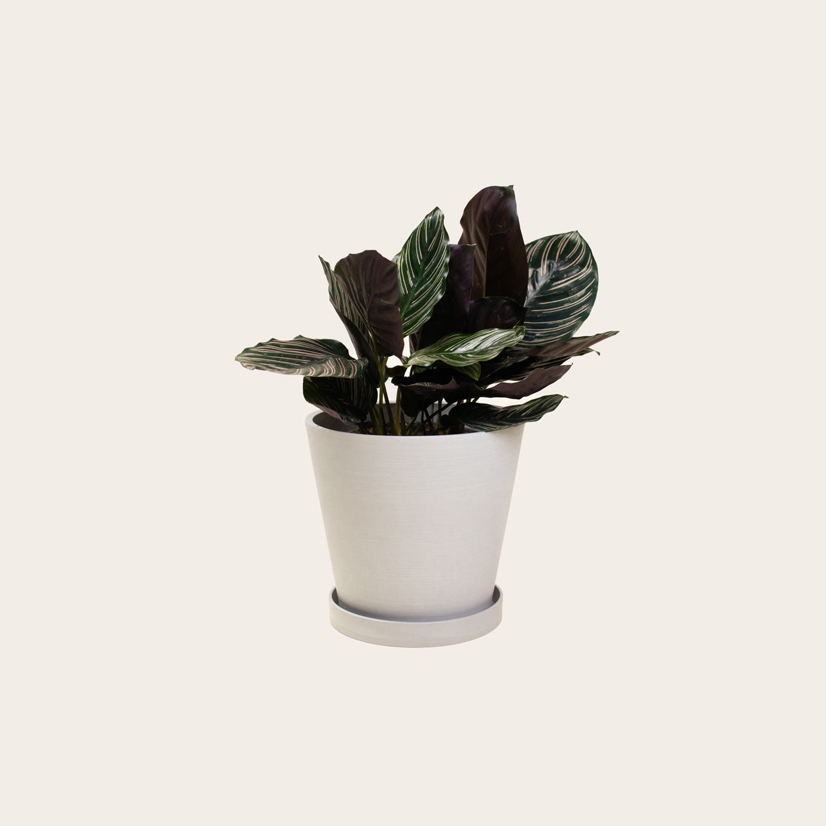 Load image into Gallery viewer, Calathea Ornata - Medium (chalk)
