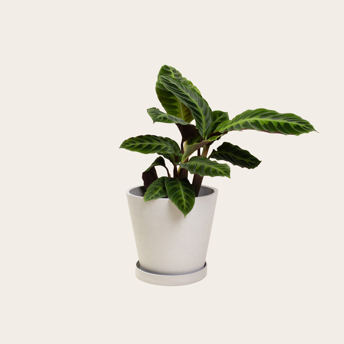 Load image into Gallery viewer, Calathea Warscewiczii - Medium (chalk)
