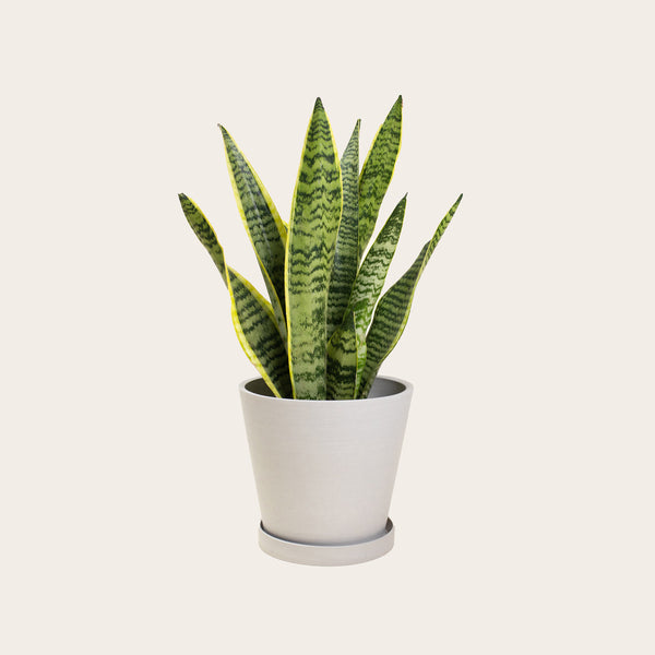 Snake Plant Laurentii - Medium (chalk)