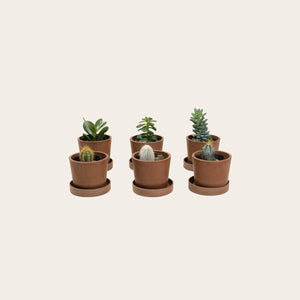 Combo Pack - Cacti & Succulents - Baby (coffee)