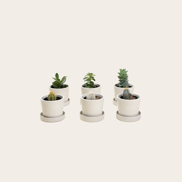 Combo Pack - Cacti & Succulents - Baby (chalk)