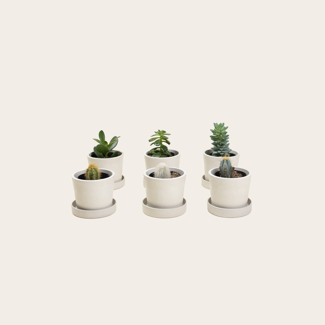 Combo Pack - Cacti & Succulents - Baby (chalk)