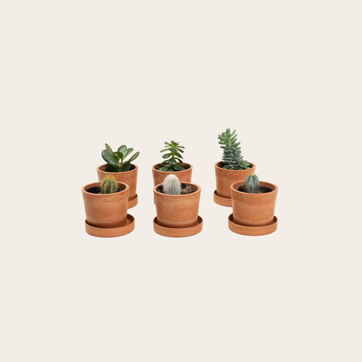 Load image into Gallery viewer, Combo Pack - Cacti &amp; Succulents - Baby (terracotta)
