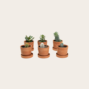 Combo Pack - Cacti & Succulents - Baby (terracotta)