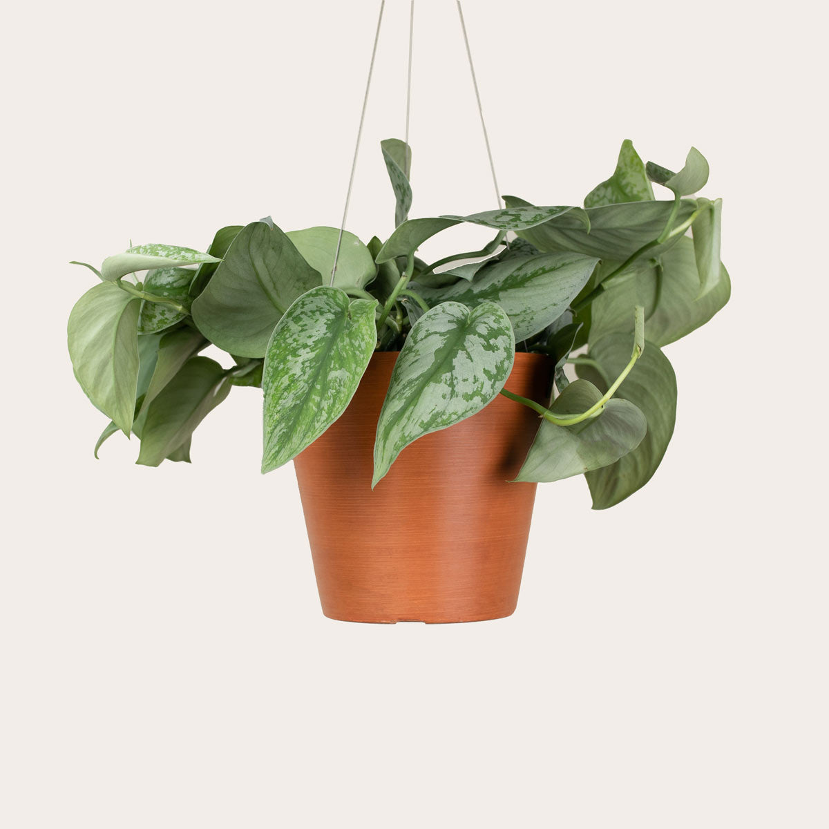 Load image into Gallery viewer, Pothos Silver Splash
