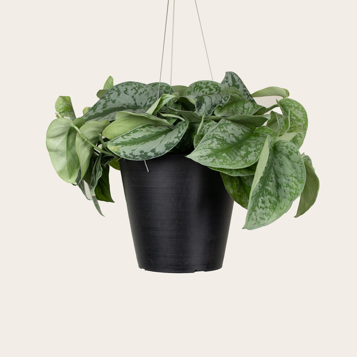 Load image into Gallery viewer, Pothos Silver Splash
