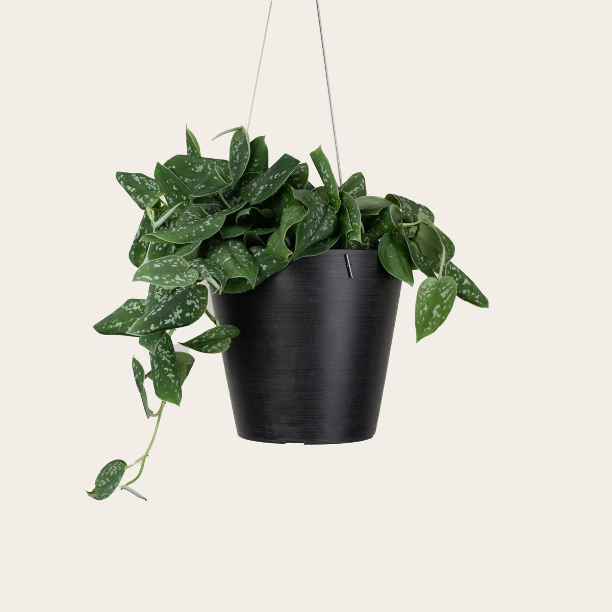 Load image into Gallery viewer, Pothos Silver Satin - Medium (midnight)
