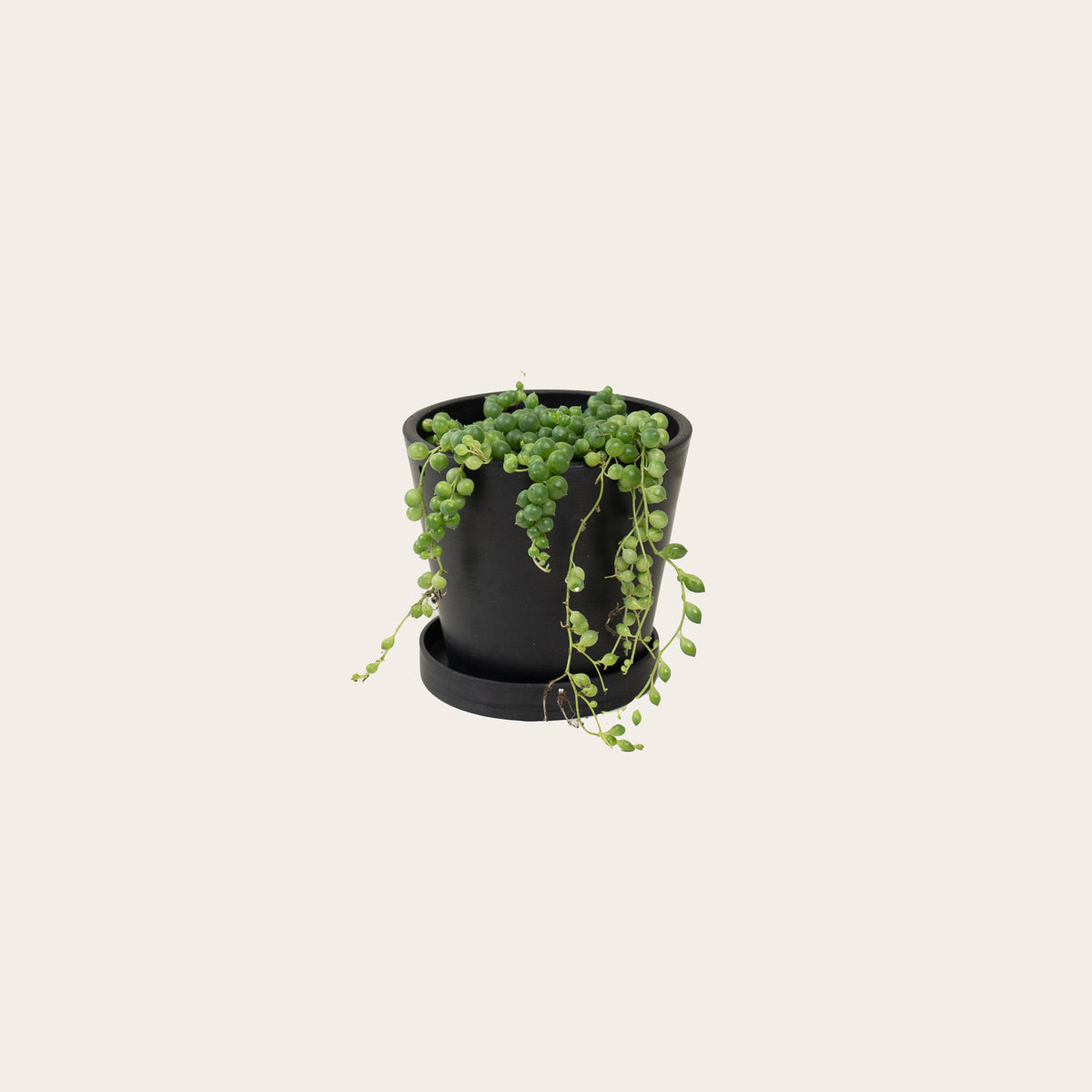Load image into Gallery viewer, Senecio - String of Pearls - Small (midnight)
