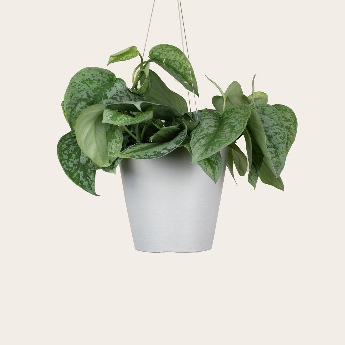 Load image into Gallery viewer, Pothos Silver Splash
