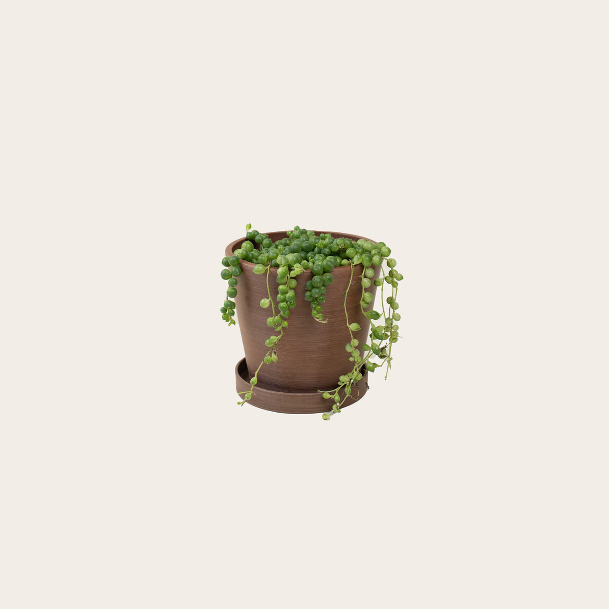 Load image into Gallery viewer, Senecio - String of Pearls - Small (coffee)
