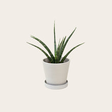 Load image into Gallery viewer, Sansevieria Fernwood - Small (chalk)
