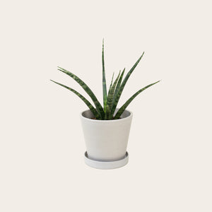 Sansevieria Fernwood - Small (chalk)