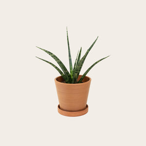 Sansevieria Fernwood - Small (terracotta)