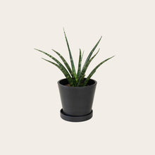Load image into Gallery viewer, Sansevieria Fernwood - Small (midnight)
