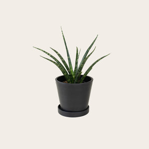 Sansevieria Fernwood - Small (midnight)