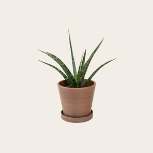 Sansevieria Fernwood - Small (coffee)