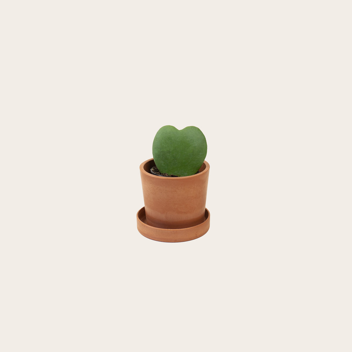 Load image into Gallery viewer, Sweetheart Hoya - Baby (terracotta)
