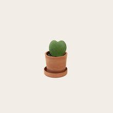 Load image into Gallery viewer, Sweetheart Hoya - Baby (terracotta)
