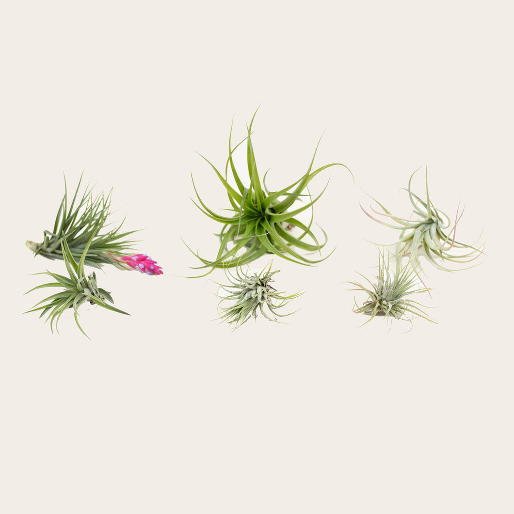 Combo Pack - Airplants