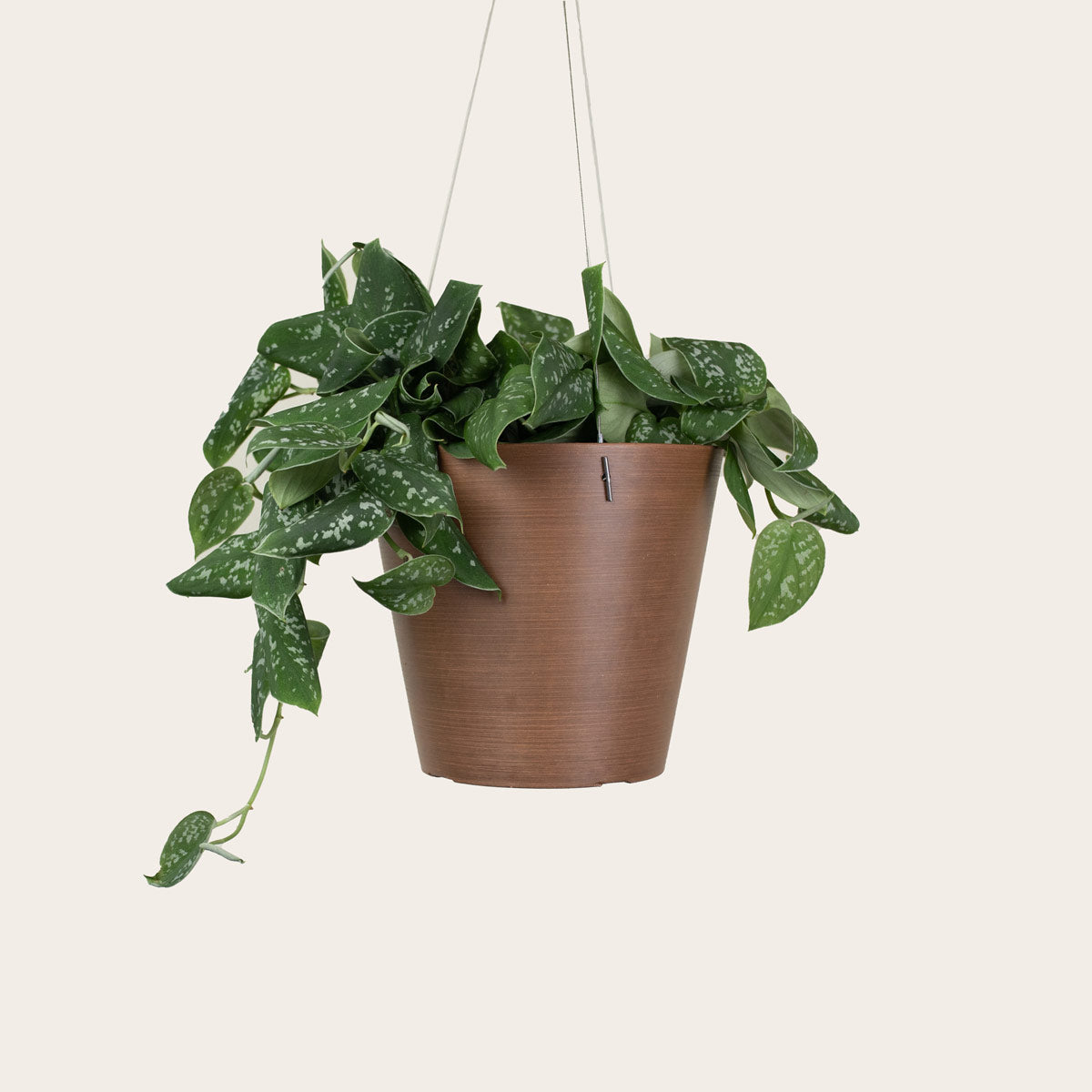 Load image into Gallery viewer, Pothos Silver Satin - Medium (coffee)
