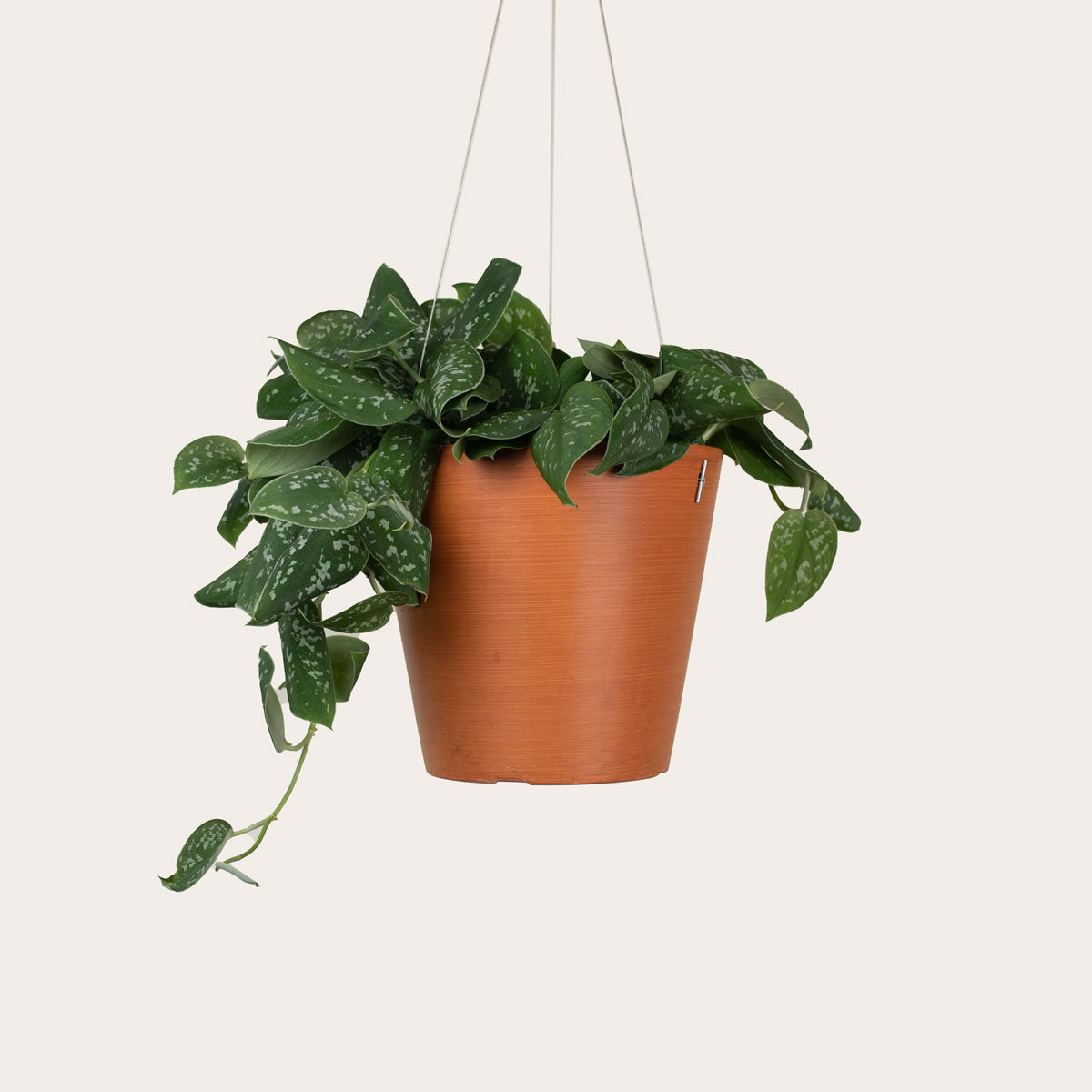 Load image into Gallery viewer, Pothos Silver Satin - Medium (terracotta)
