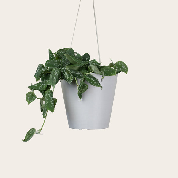 Pothos Silver Satin - Medium (chalk)
