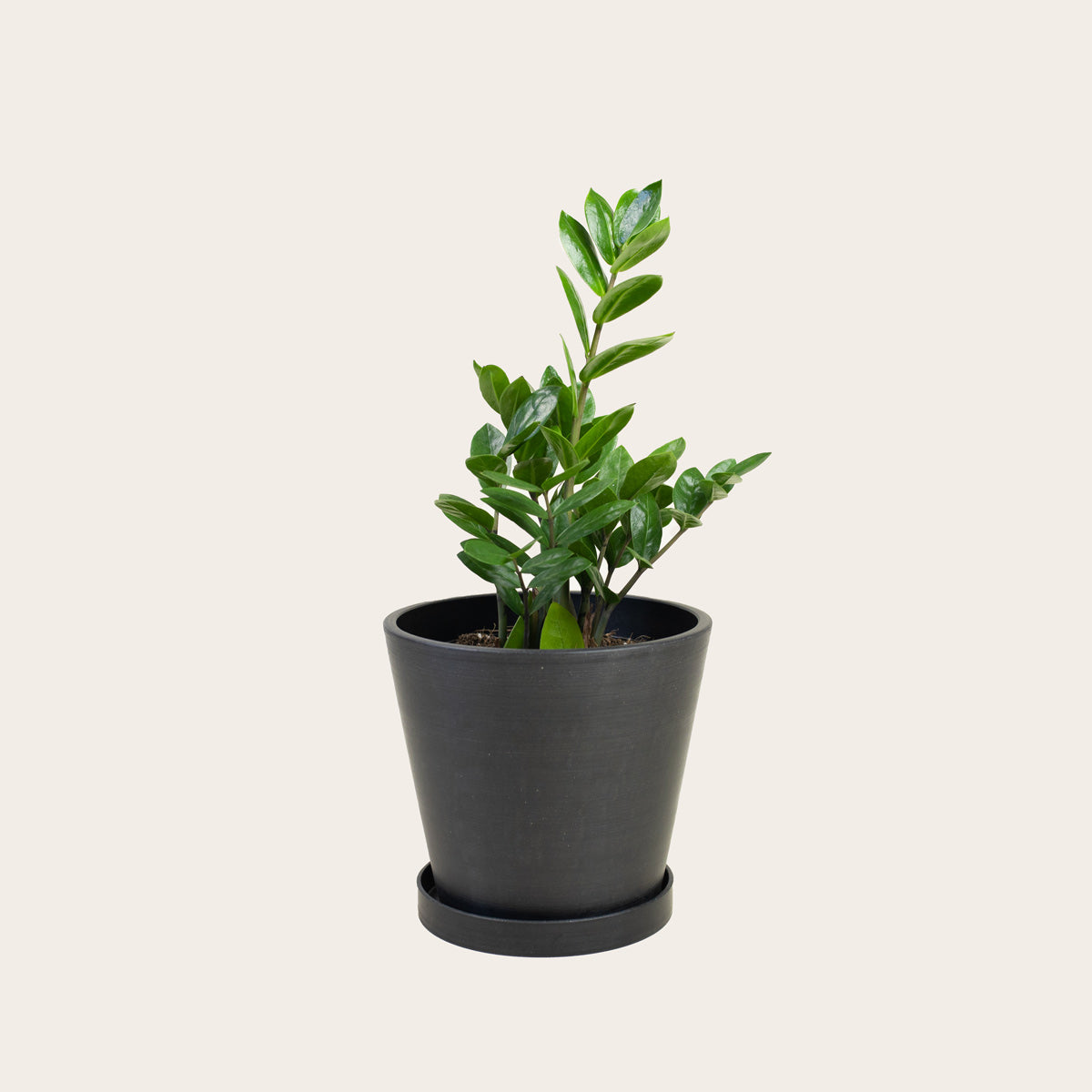 midnight zz plant ZZ Plant