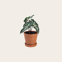 Load image into Gallery viewer, Alocasia Polly - Small (terracotta)
