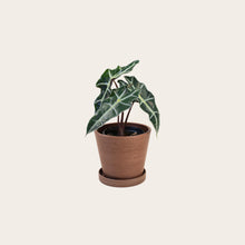 Load image into Gallery viewer, Alocasia Polly - Small (coffee)
