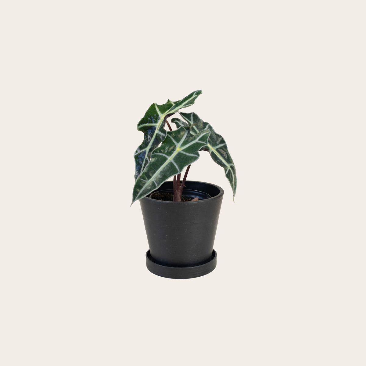 Load image into Gallery viewer, Alocasia Polly - Small (midnight) 

