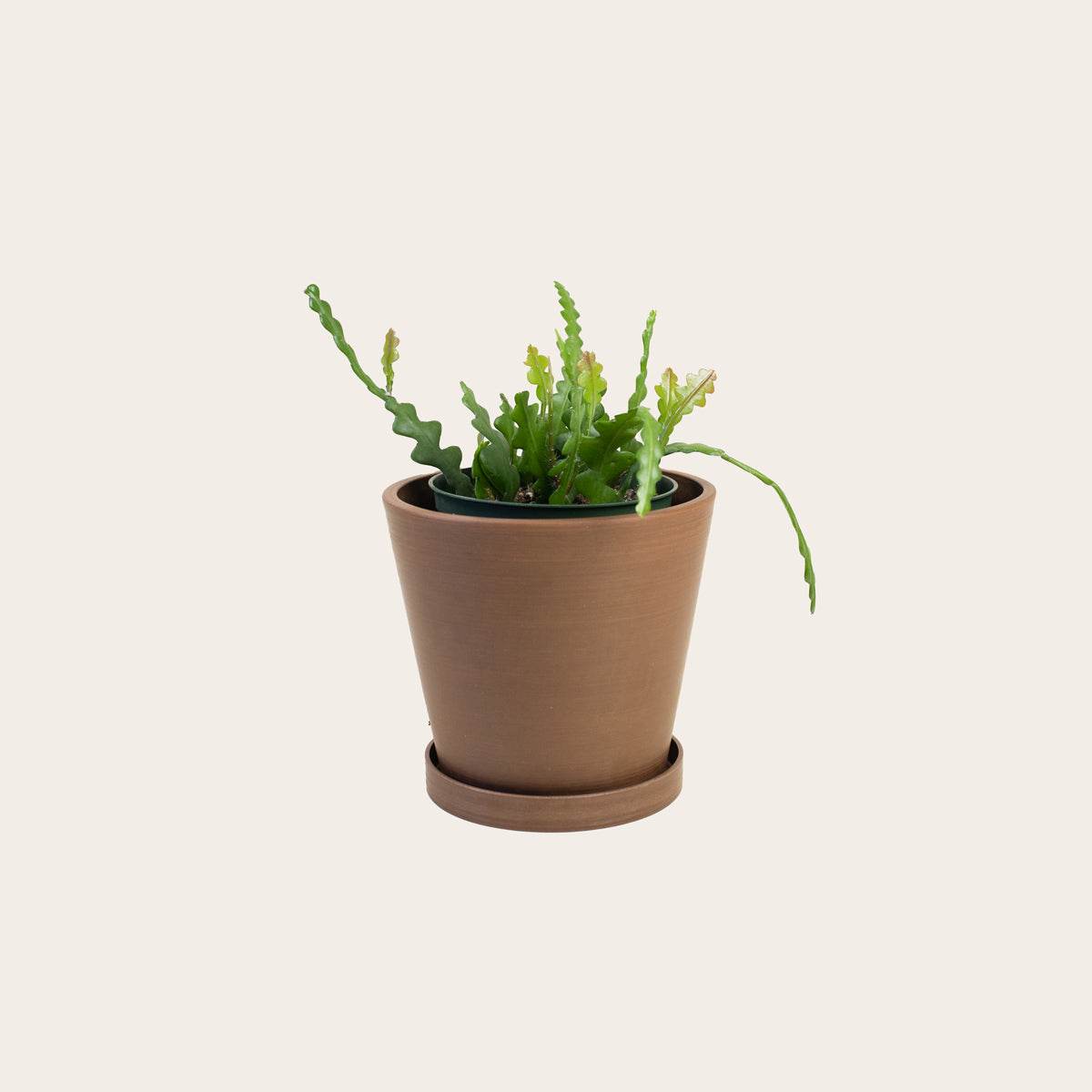 Load image into Gallery viewer, Zig Zag Cactus - Medium (coffee)
