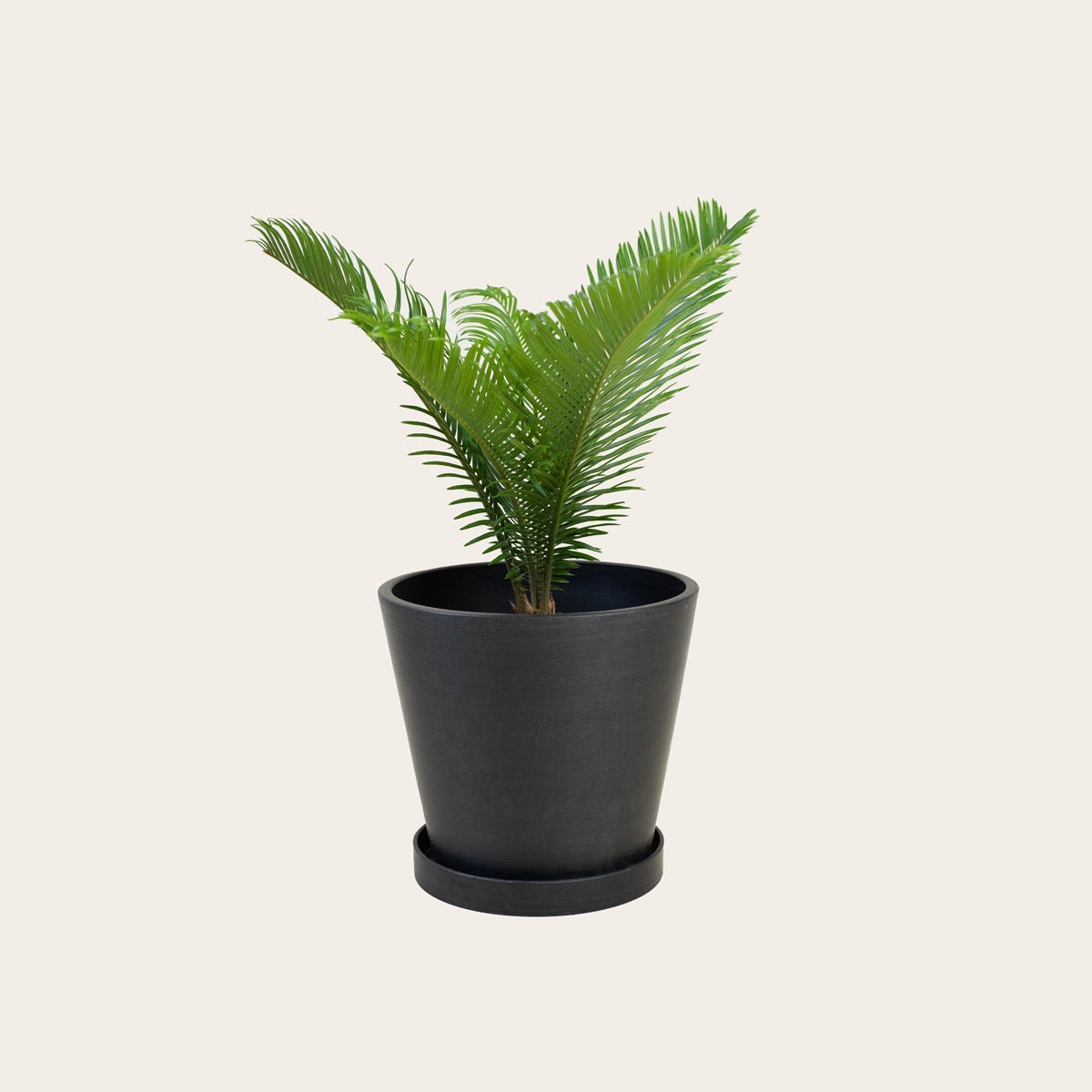 Load image into Gallery viewer, Sago Palm - Medium (black)
