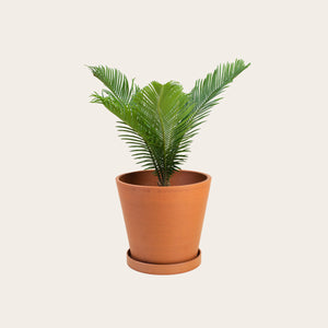 Sago Palm - Medium (terracotta)