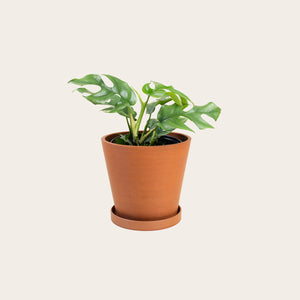 Rhaphidophora Tetrasperma - Medium (terracotta)