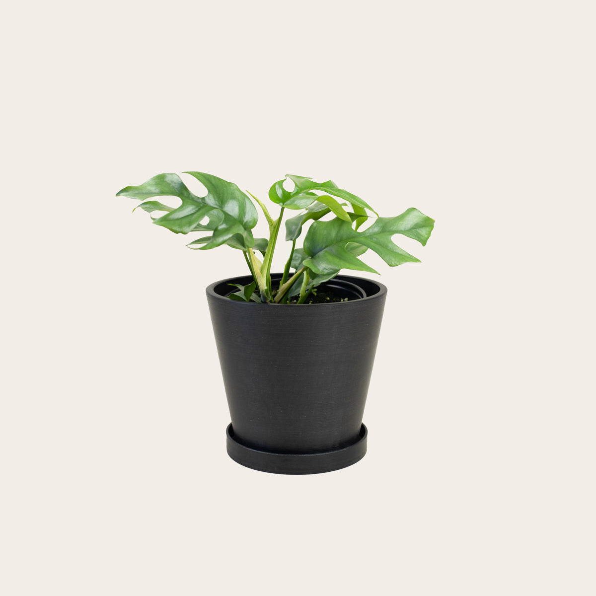 Load image into Gallery viewer, Rhaphidophora Tetrasperma - Medium (midnight)
