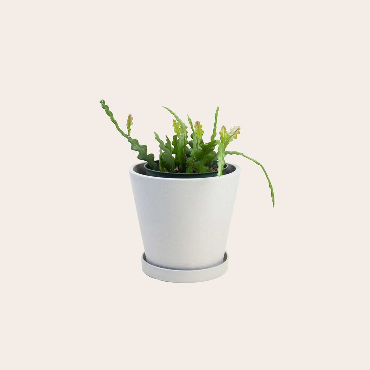 Load image into Gallery viewer, Zig Zag Cactus - Medium (chalk)
