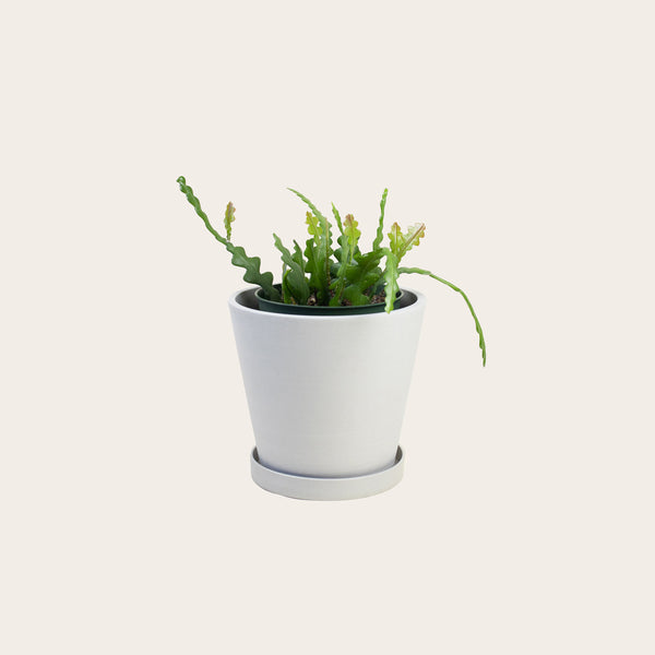 Zig Zag Cactus - Medium (chalk)