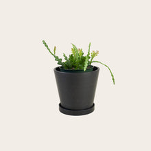 Load image into Gallery viewer, Zig Zag Cactus - Medium (midnight)
