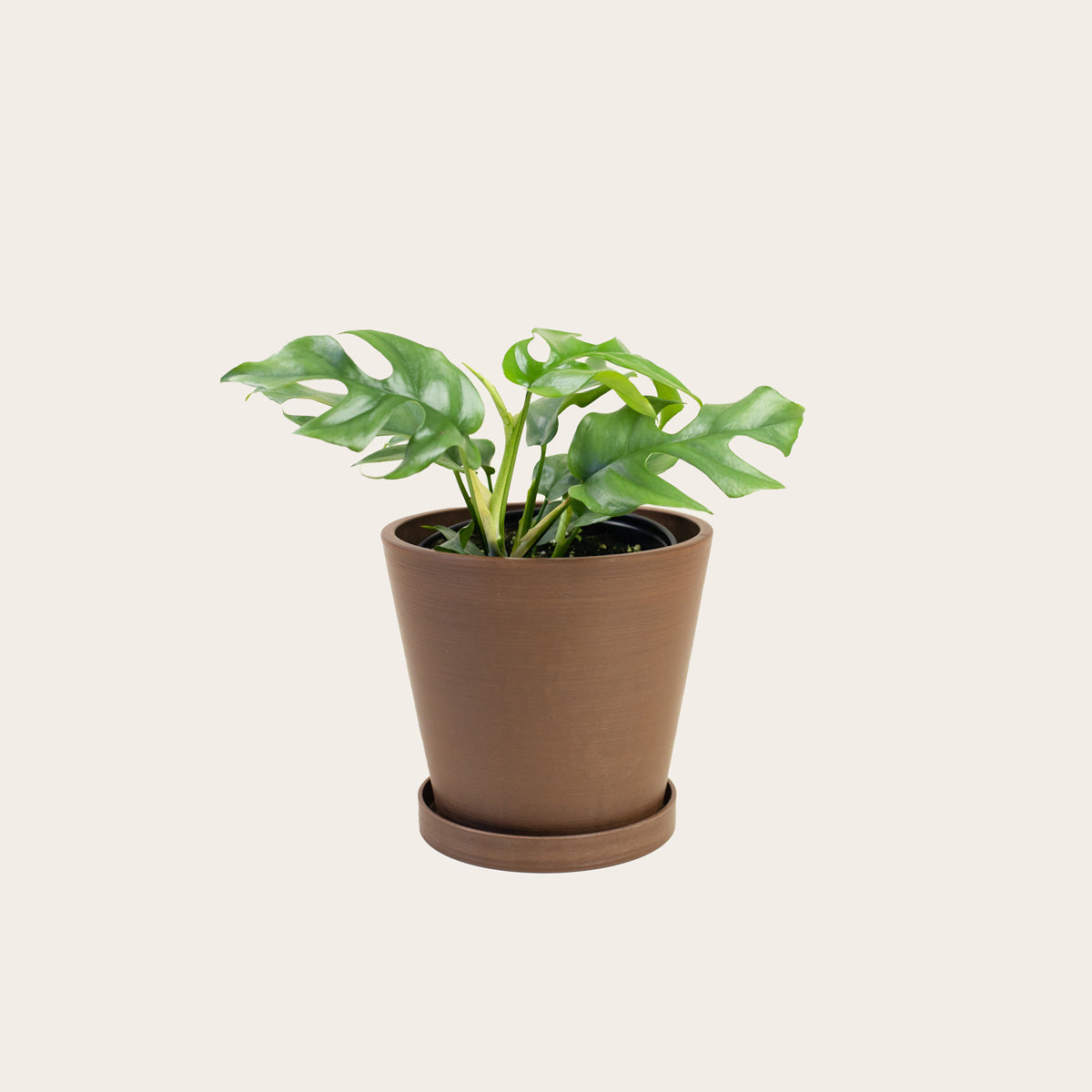 Load image into Gallery viewer, Rhaphidophora Tetrasperma - Medium (coffee)
