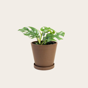 Rhaphidophora Tetrasperma - Medium (coffee)