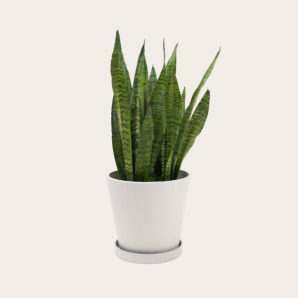 Snake Plant Zeylanica - Medium (chalk)