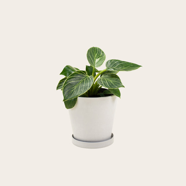 Philodendron Birkin - Medium (chalk)