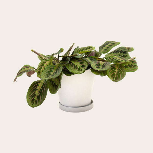 Maranta Red - Medium (chalk)