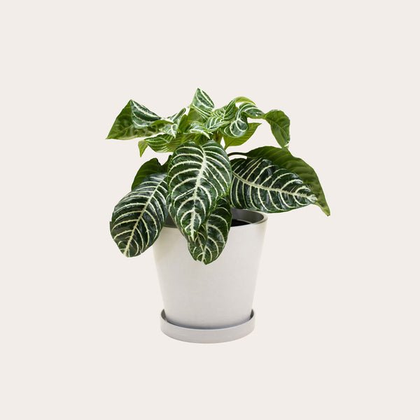 Aphelandra Zebra - Medium (chalk)