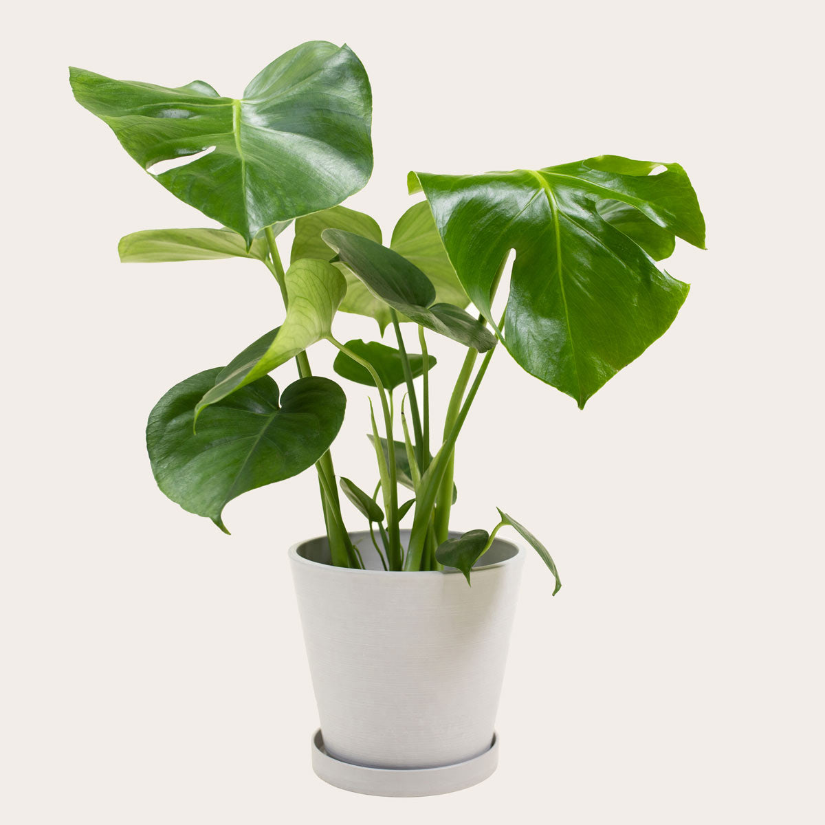 Load image into Gallery viewer, Monstera Deliciosa - Medium (chalk)
