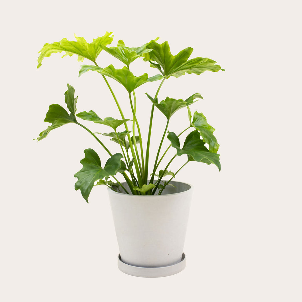 Philodendron Lickety Split - Medium (chalk)